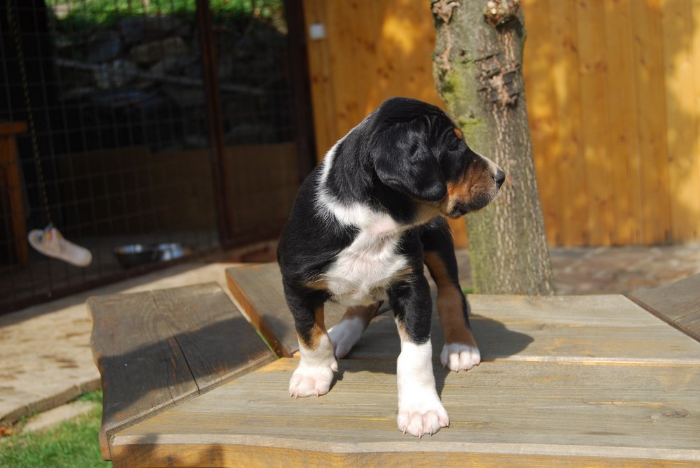 Transylvanian Hound Puppy -Z Teplick Salae